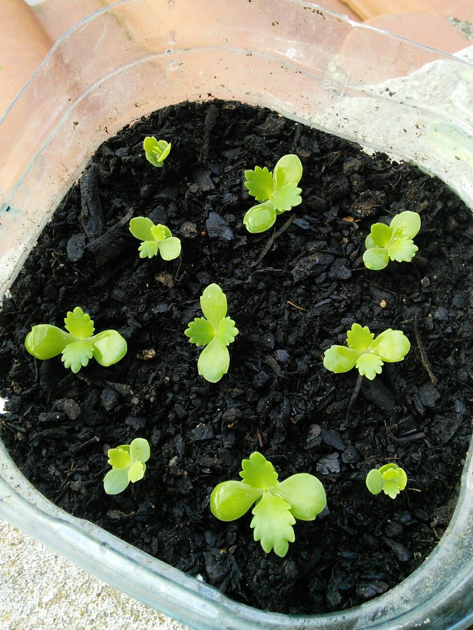 Aranto, Kalanchoe Laetivirens ou "mãe de mil" babies!