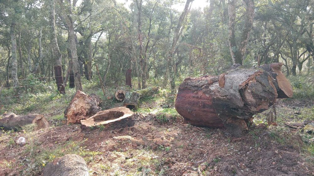 Corte e poda de árvores