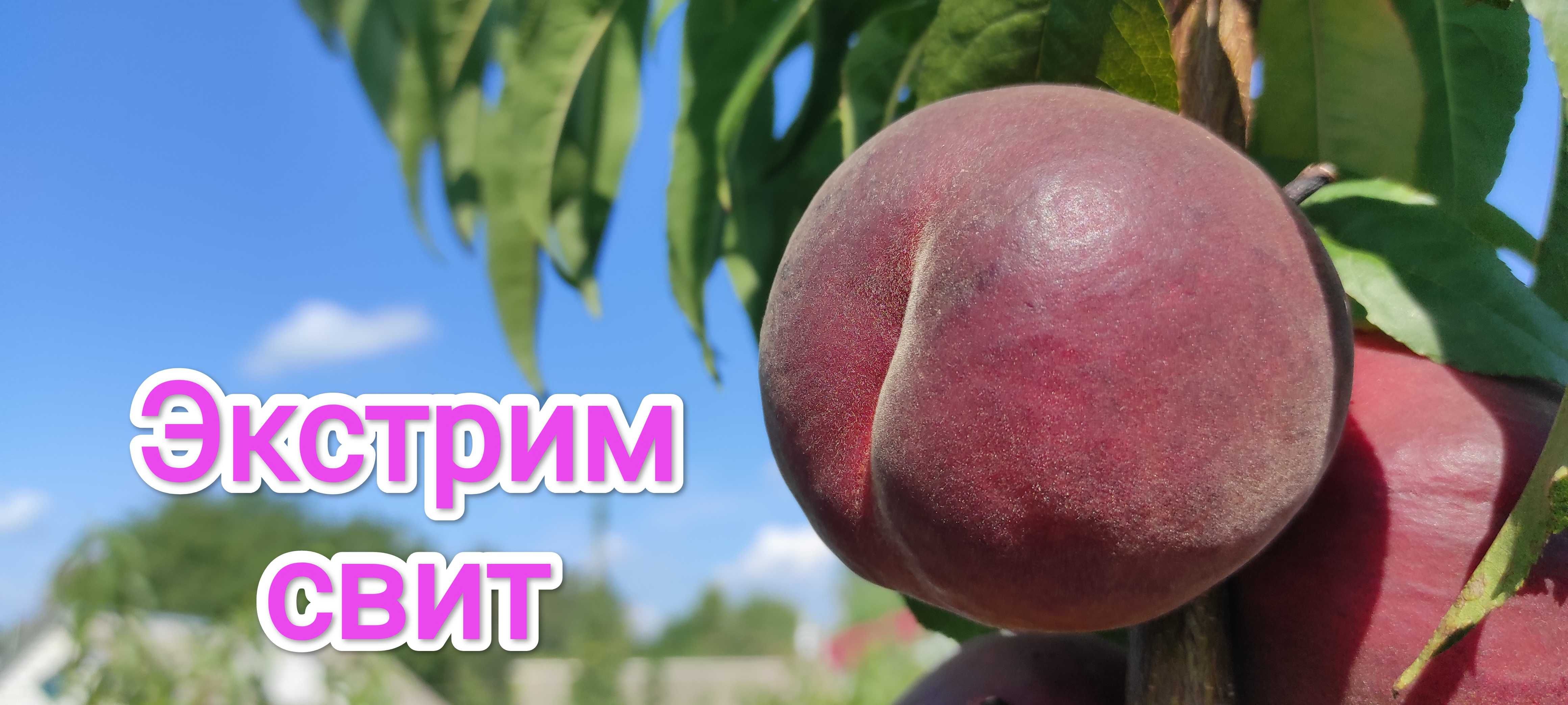 Черенки Элитных сортов Персика, Нектарина, Абрикос, Сливы, Яблони...