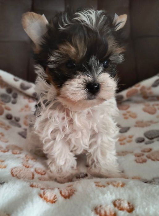 Śliczny malutki piesek Yorkshire Terrier Biewer Tricolor