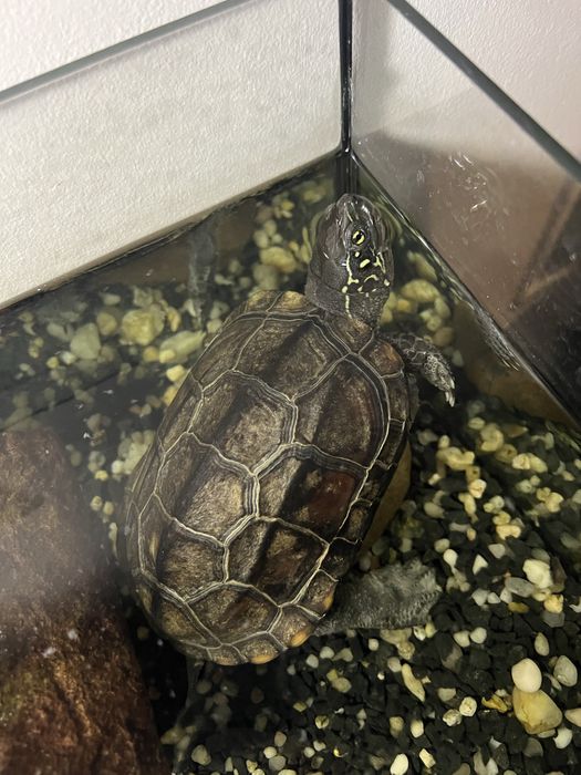 Żółw chiński, dlugość pancerza 12 cm, wiek: 3 lata