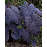 Colocasia BLACK MAGIC +Gratisy