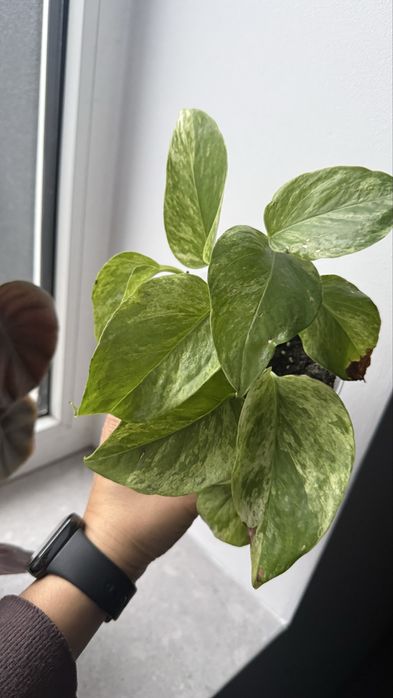 Нпіпремнум Марбл Квін сциндапсус