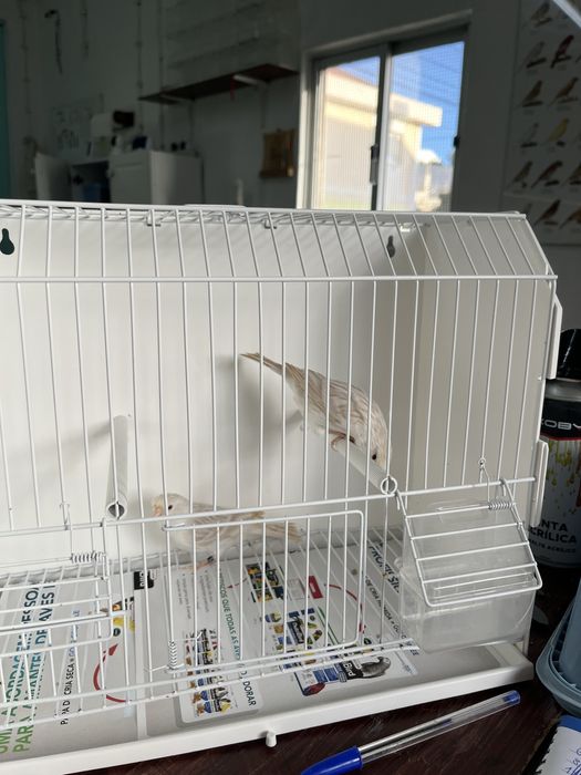 Canários - Ler Descrição