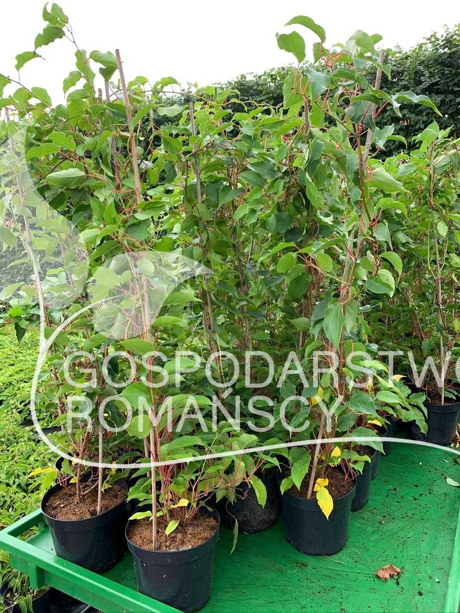 Sadzonki SAMOPYLNE mini kiwi - duże rośliny