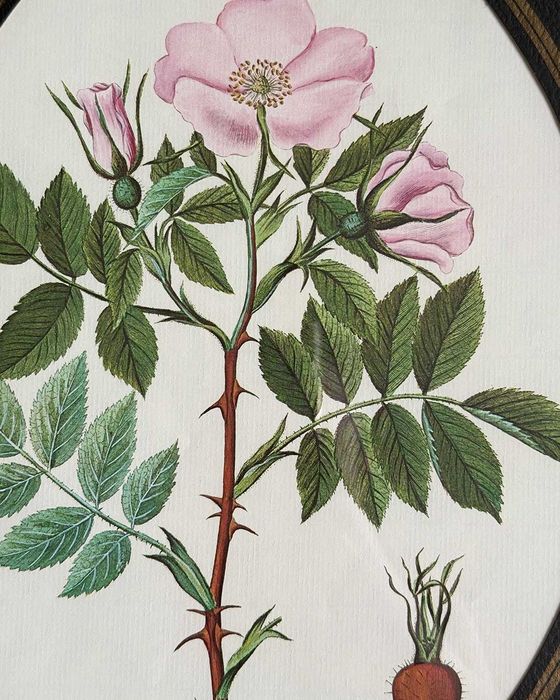 Botaniczny obrazek Rosa canina w drewnianej ramce, vintage