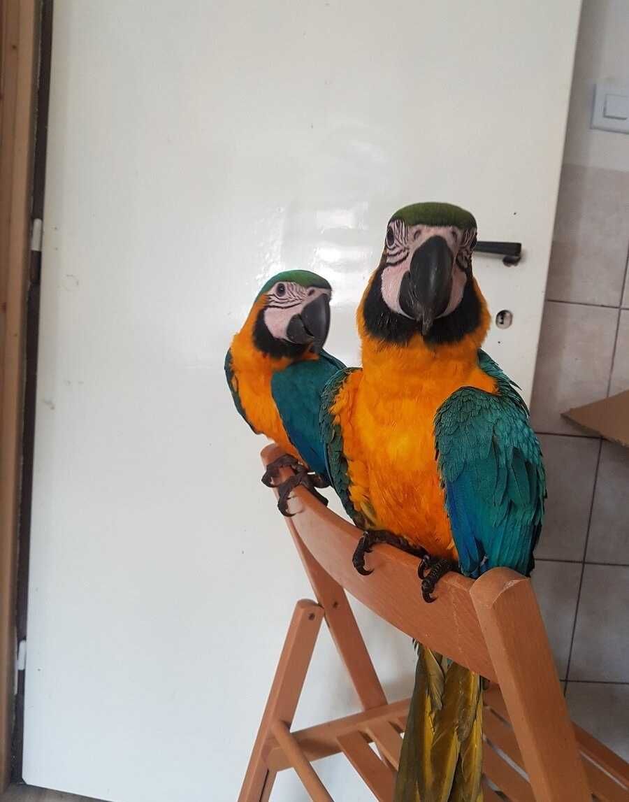 Папуга Аро: Унікальні фарби у вашому домі!