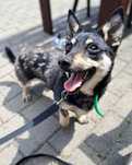2 letnia Roxi do adopcji!