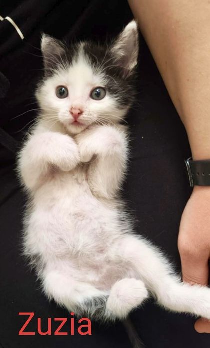 Słodziaki..Zuzia i Kacperek pilnie szukają domów...