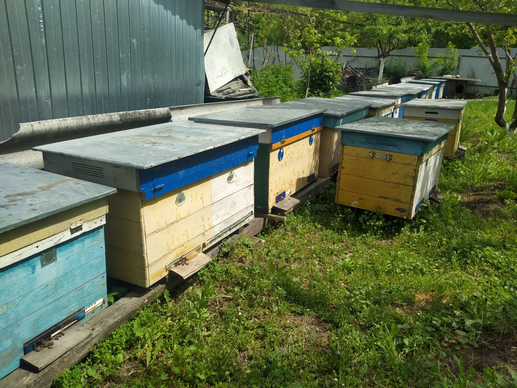 Продам п'ять бджоло-сімей
