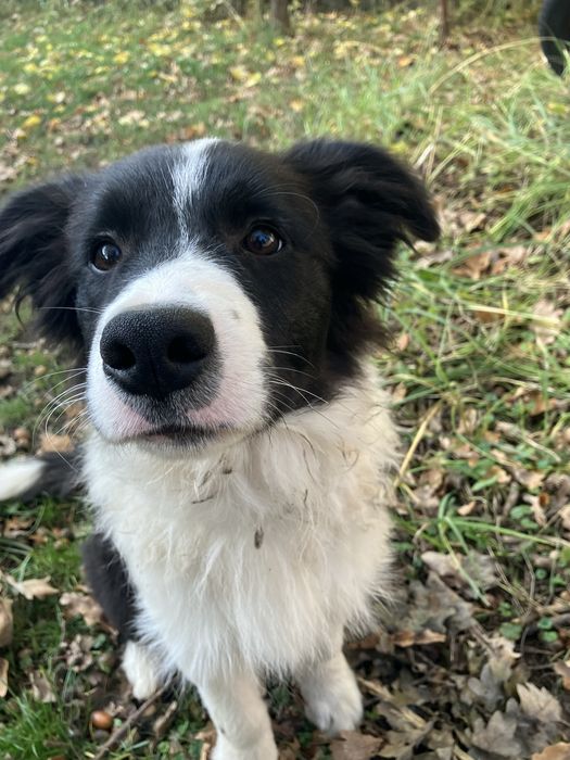 Wyjątkowy szczeniak po włoskim championie, I miot w Polsce Zkwp/Fci