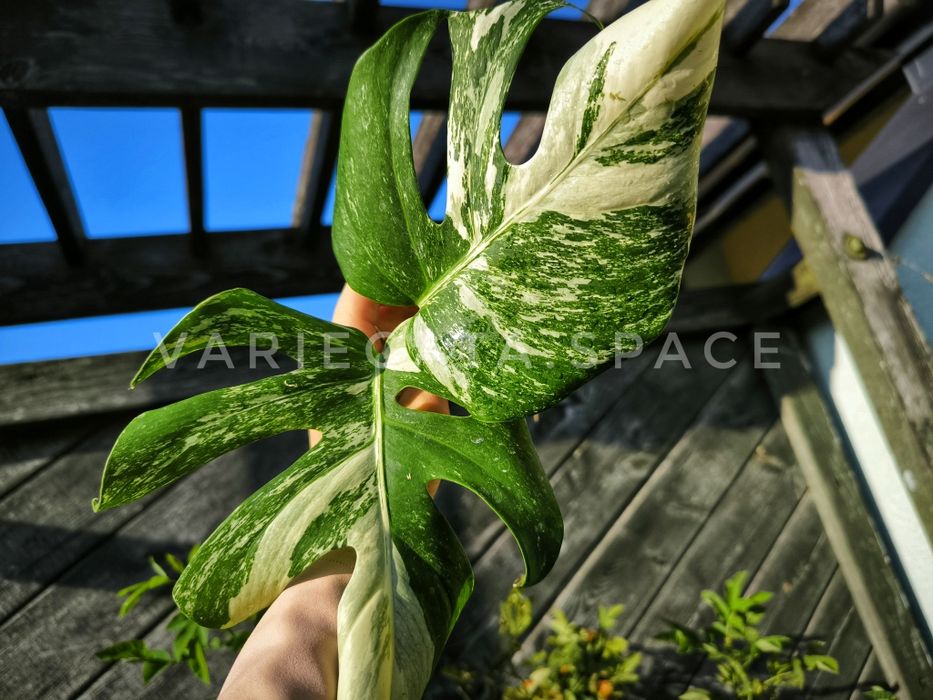 Monstera Albo variegata + Standleyana