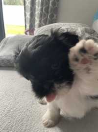 Shih Tzu piesek gotowy do odbioru