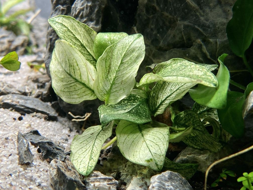 Planta Anubias Pinto