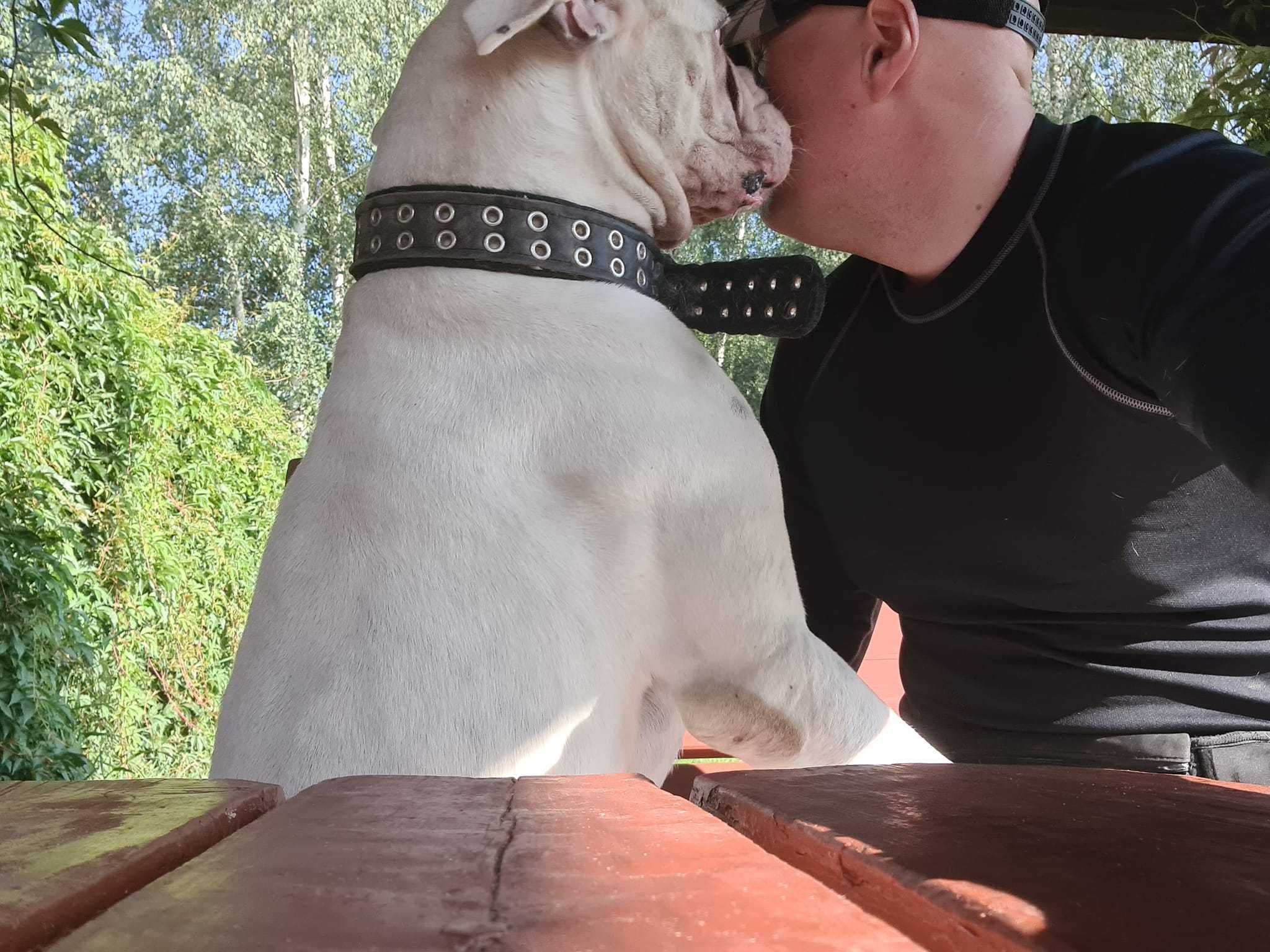 Charlie ok 4 let.pies w typ.boksera kochający ludzi  czeka na adopcję