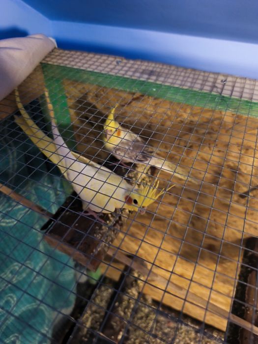 Papugi nimfy samiec i samiczka 9 miesięcy