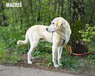 1,5 roczny labrador mix, łagodny Maciuś. Adopcja