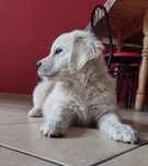 Golden Retriever szczeniaki pieski ZKwP/FCI