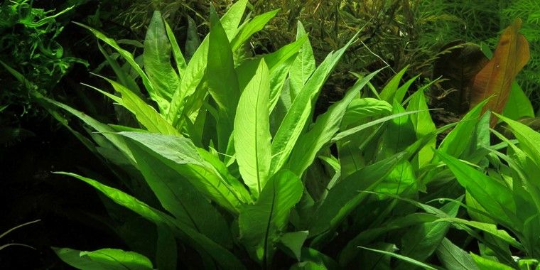 Hygrophila Siamensis – Planta aquática