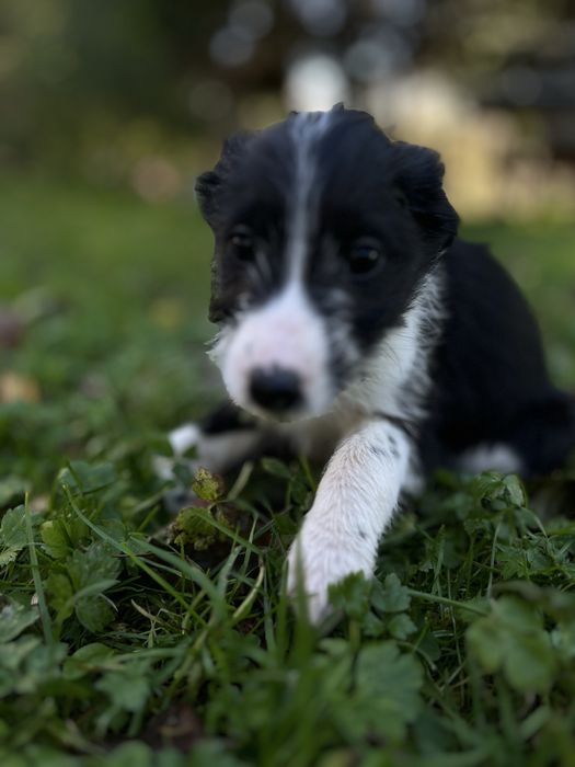 Do adopcji szczenietą po mamie Szkocki Collie