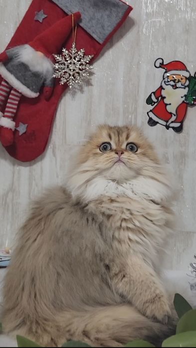 Шотландська золота шиншила
