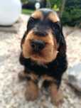 Szczeniak Cocker Spaniel Angielski
