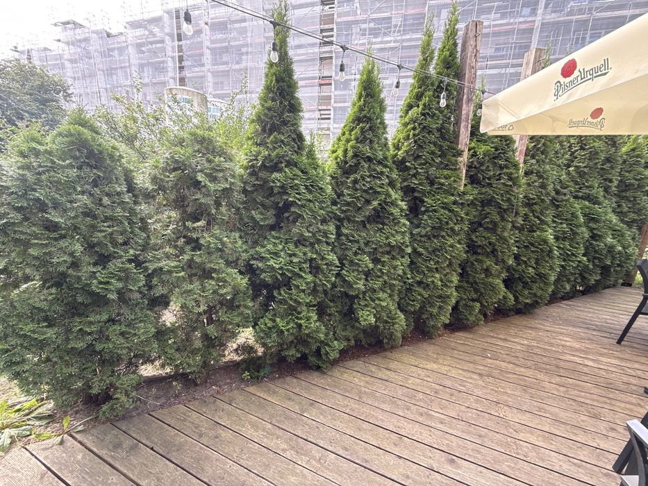 Sprzedam tuje, 24 sztuki