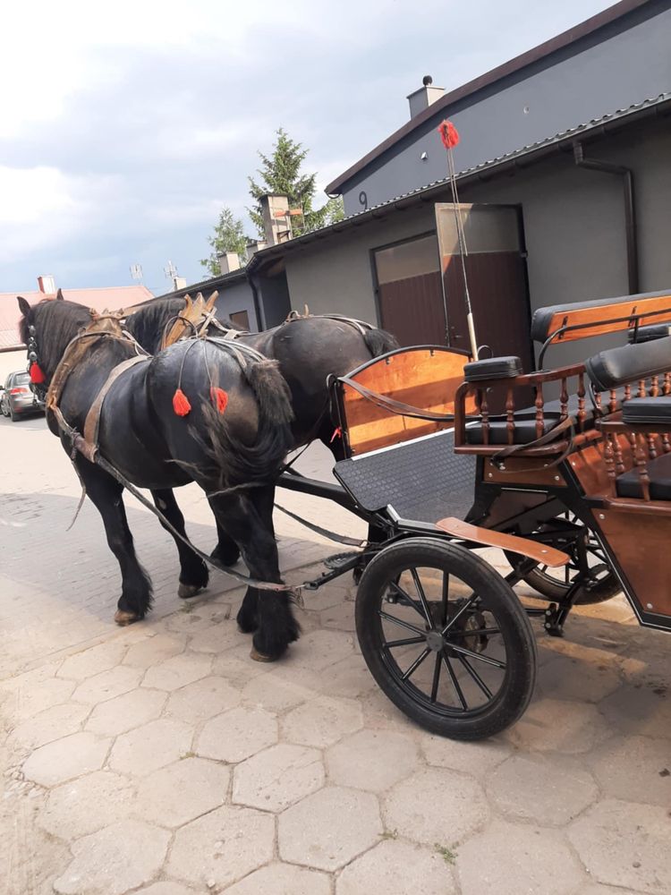 Konie zimnokrwiste