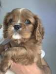 Cavalier King Charles Spaniel