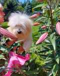 Coton de Tulear FCI (piesek)