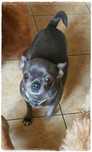 Chihuahua śliczna suczka blue