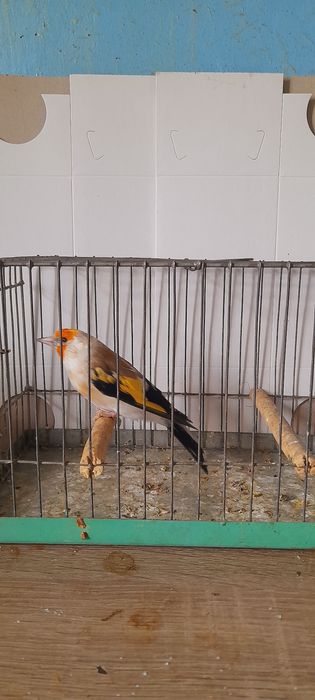 Sprzedam szczygly majory