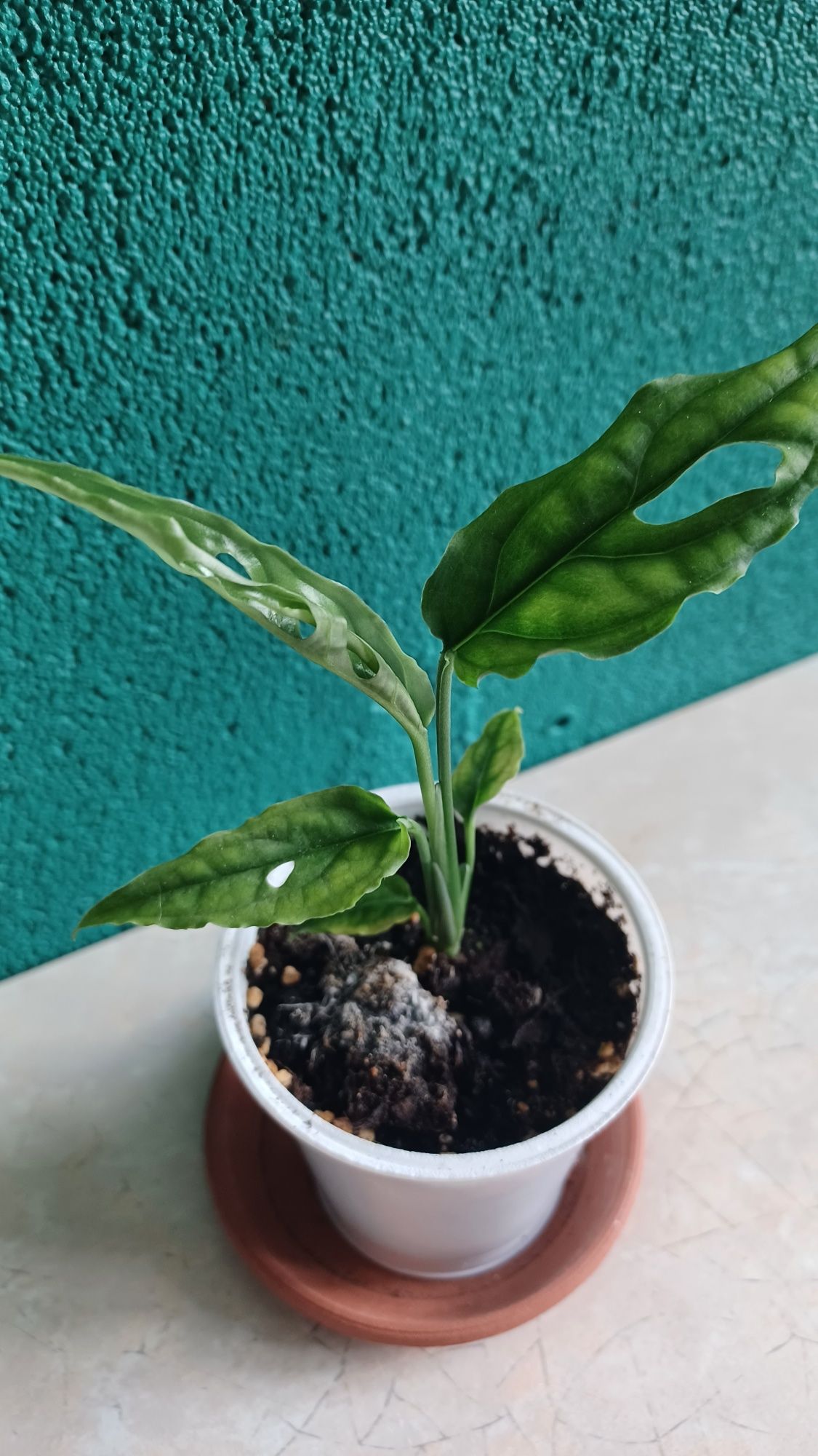 Monstera Obluqa peru