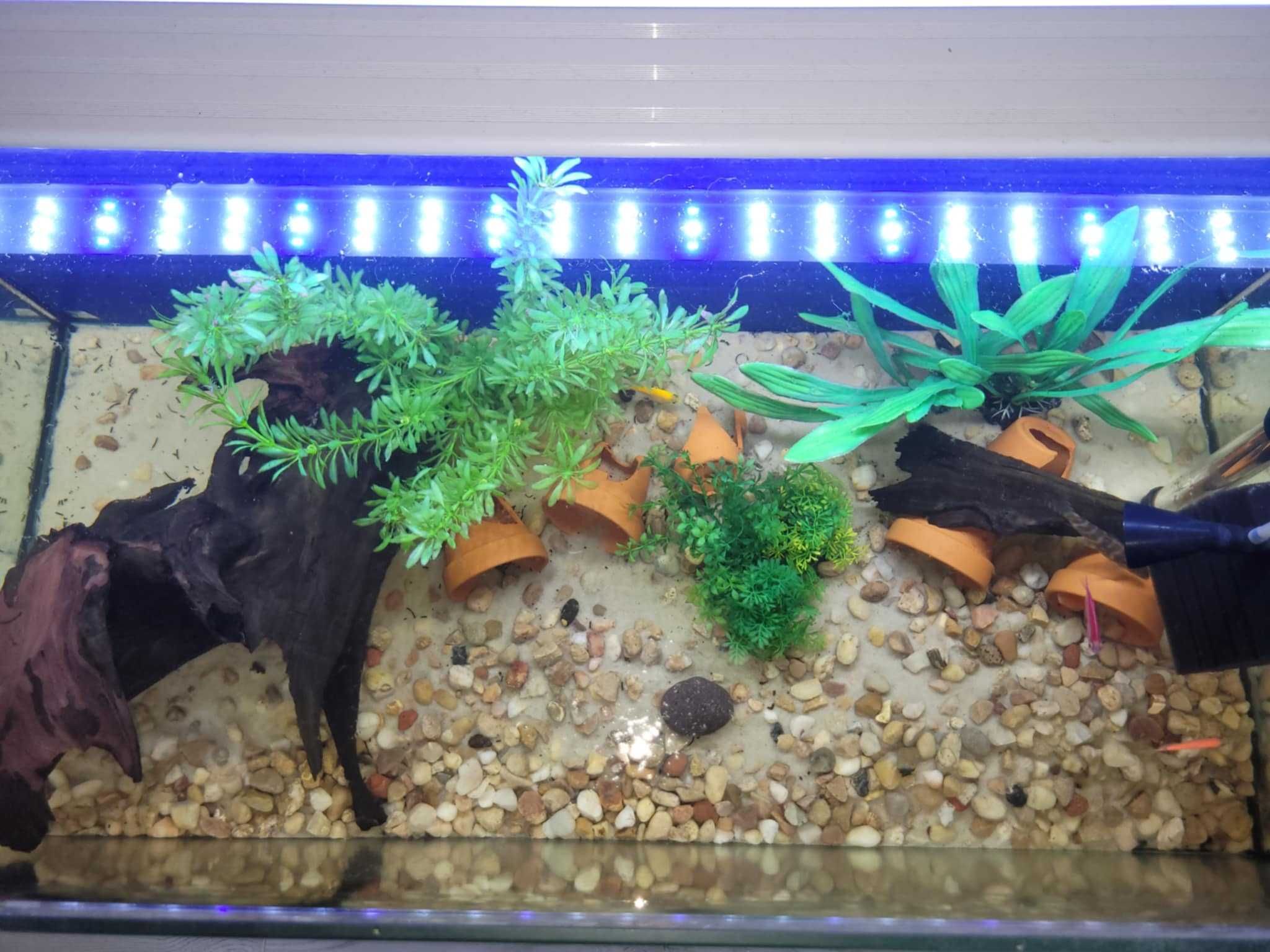 Oddam akwarium razem z rybami
