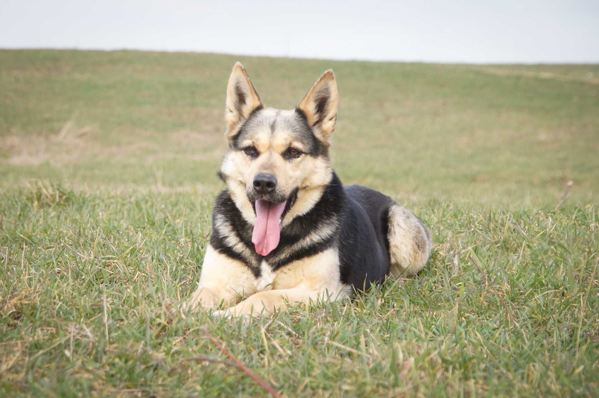 Koksa- młoda, spokojna sunia w typie owczarka poleca się do adopcji.