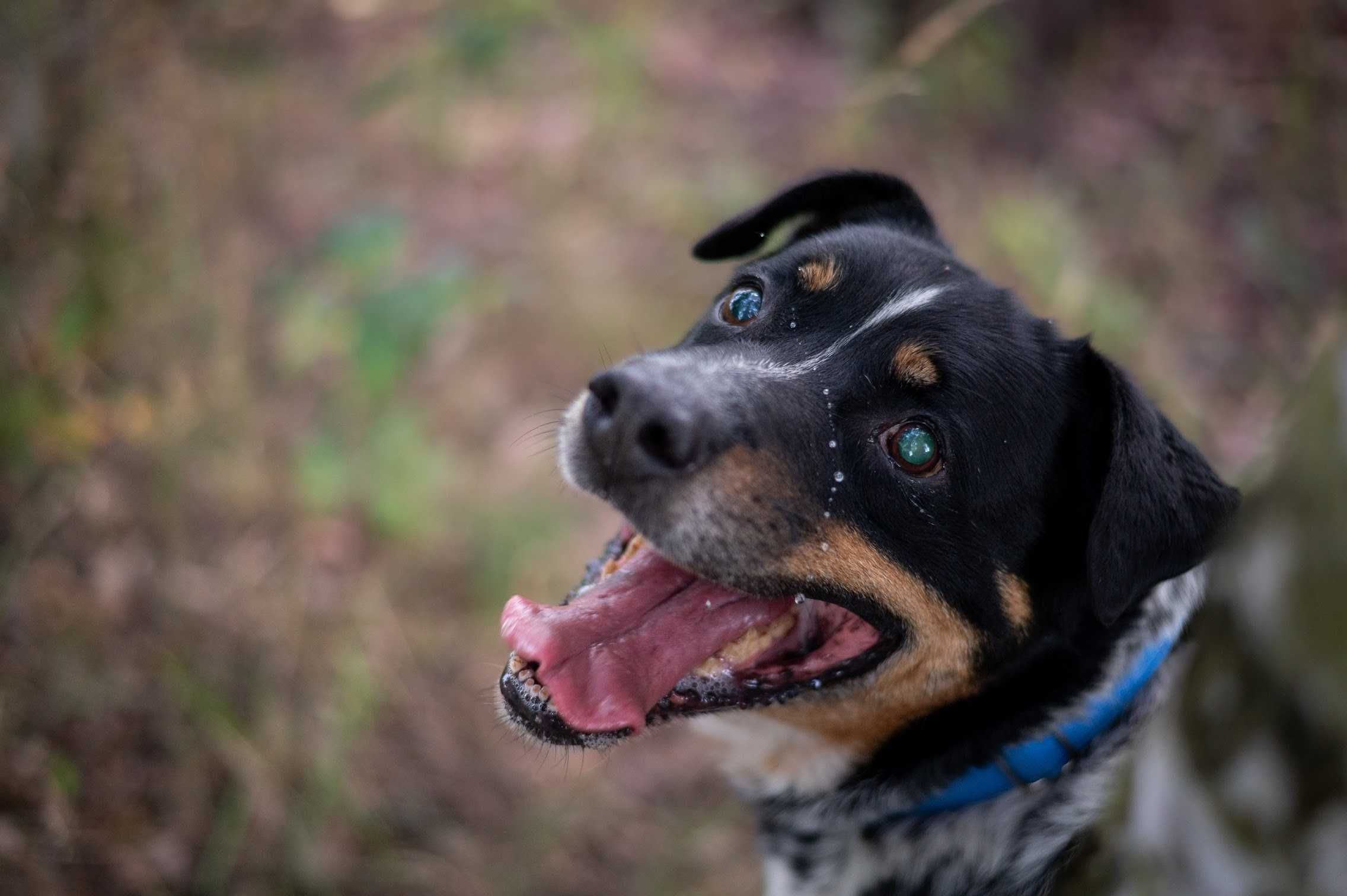 Piękny BARON w typie rottweilera czeka na kochającą rodzinę!