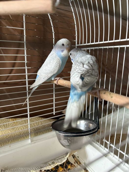 Продаж клітки  звертайтесь