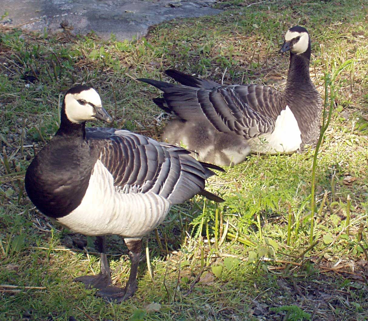 Várias raças de patos