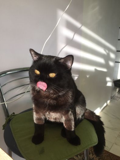 Шотландский кот Scottish Straight ждет встречи