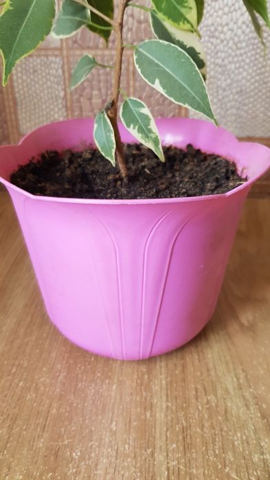 Фикус  Кинки с горшком