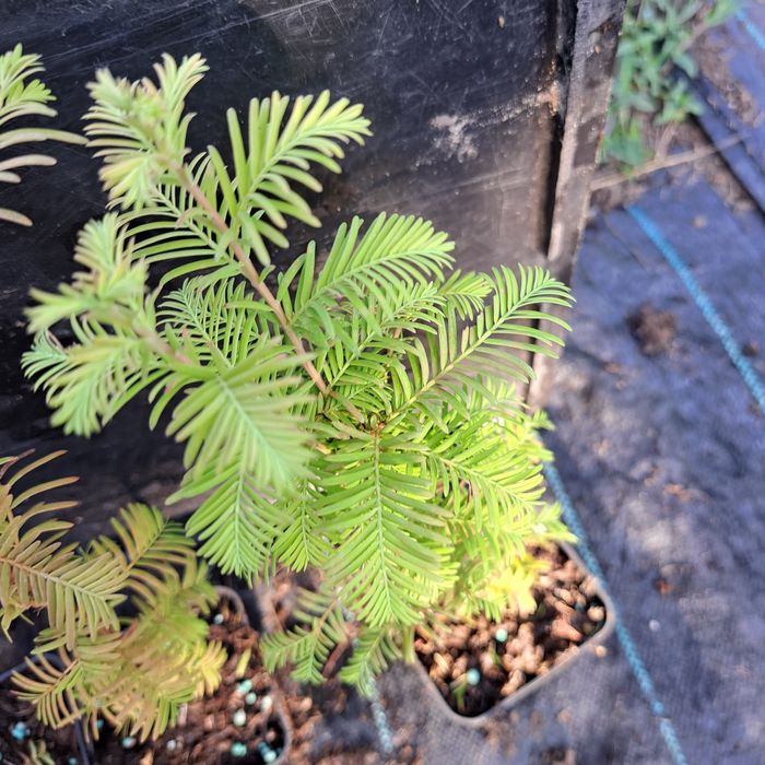 Metasekwoja chińska,Jodła kalifornijska,