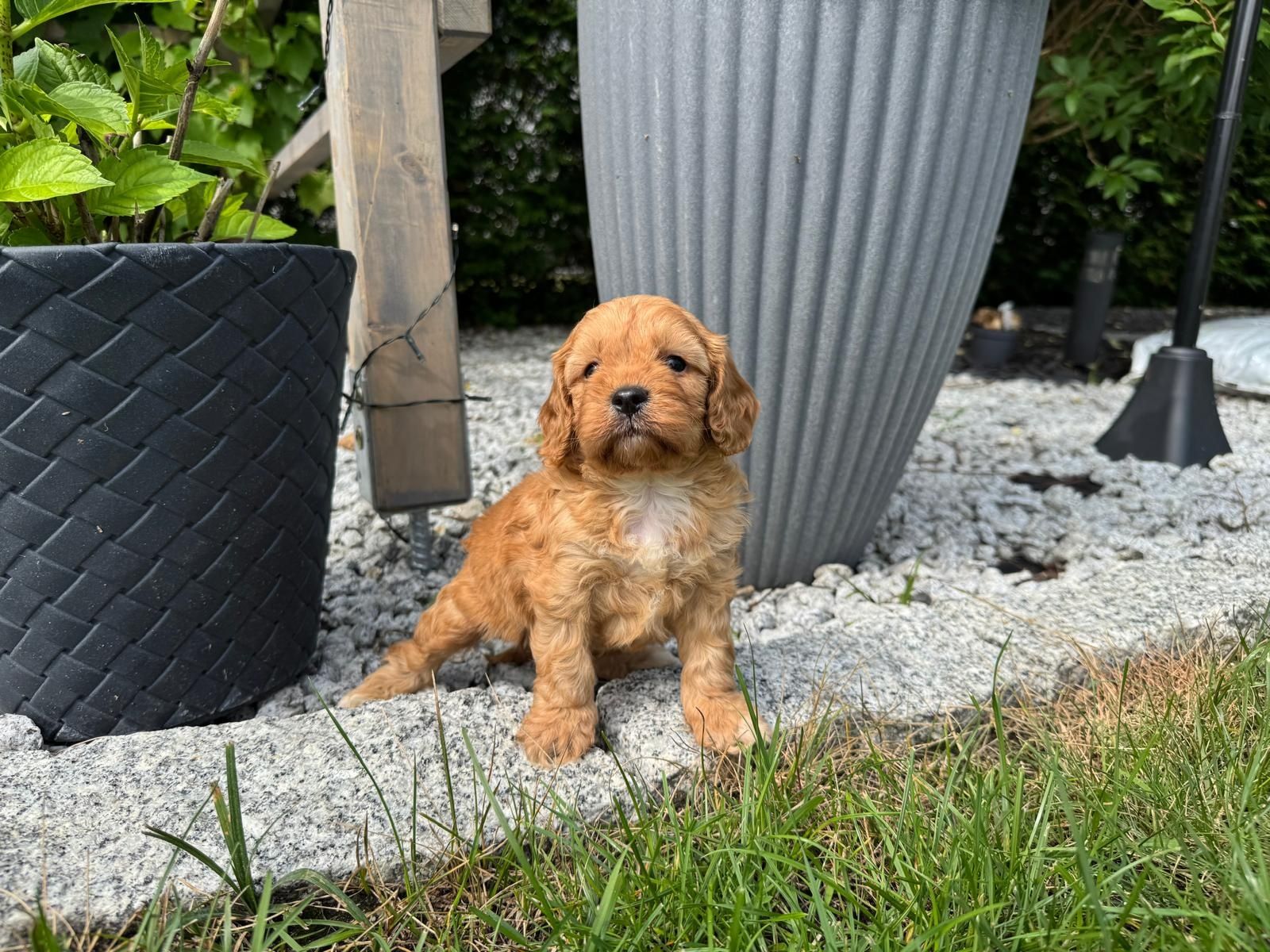 cavapoo szczeniak gotowy do odbioru