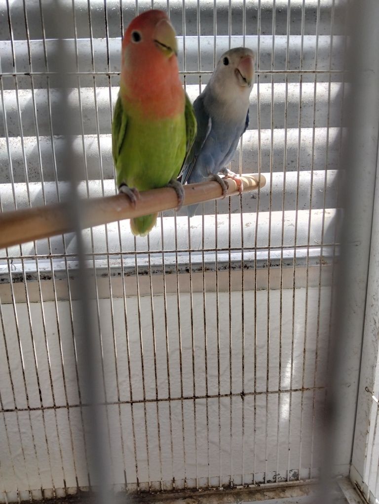 Casal de rosicoles