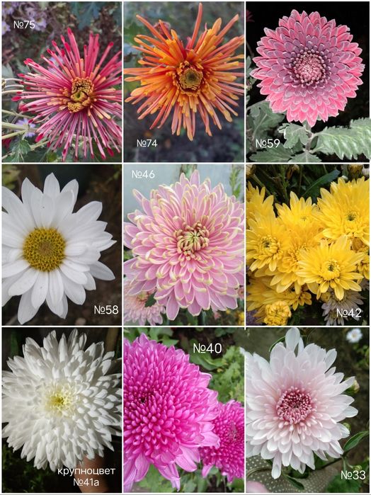 Продам маточне коріння хризантемитеми  різних сортів