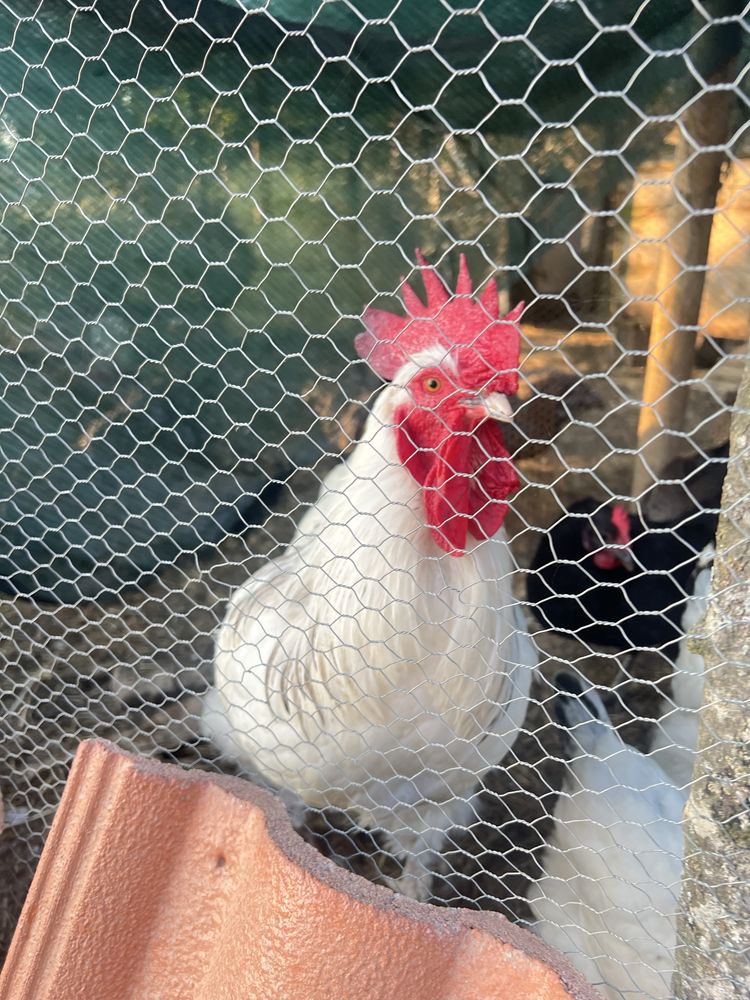 Galo Sussex Light
