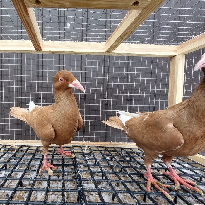 Gołębie bródki żółte