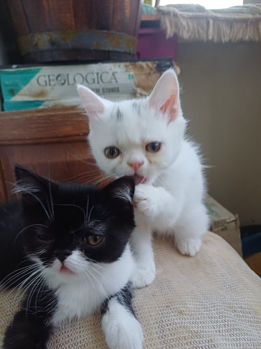 Котенята єкзоти хлопці.