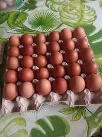 Jaja,jajka lęgowe marans czysta rasa dobrze zalężone!
