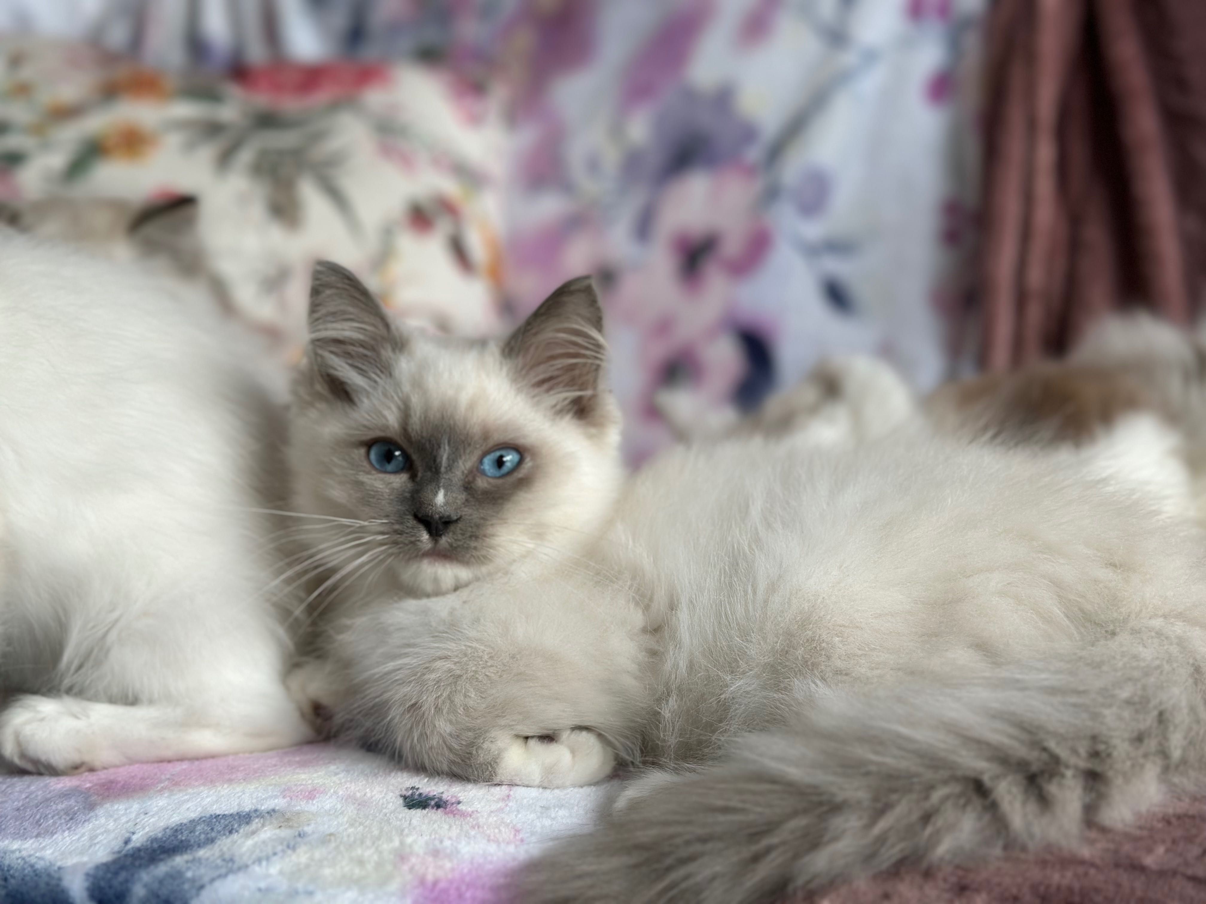 Bardzo towarzyski kocurek Ragdoll
