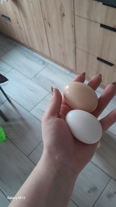 Sprzedam duże jajka wiejskie